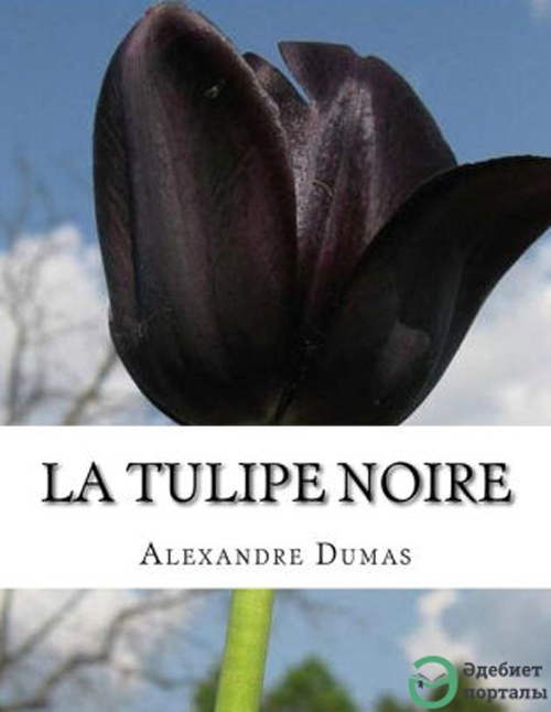 tulipnoir.jpg