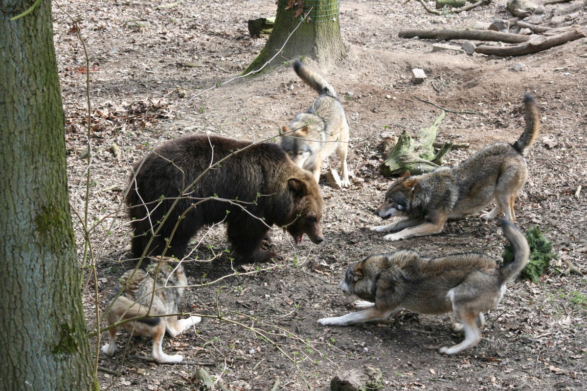 Волки окружили картинки