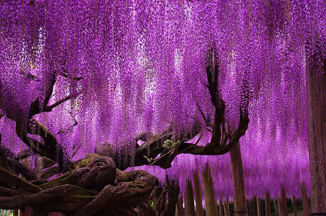 144-_Year-_Old-_Wisteria-_In-_Japan.jpg