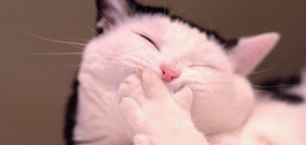 cat-having-the-giggles.jpg