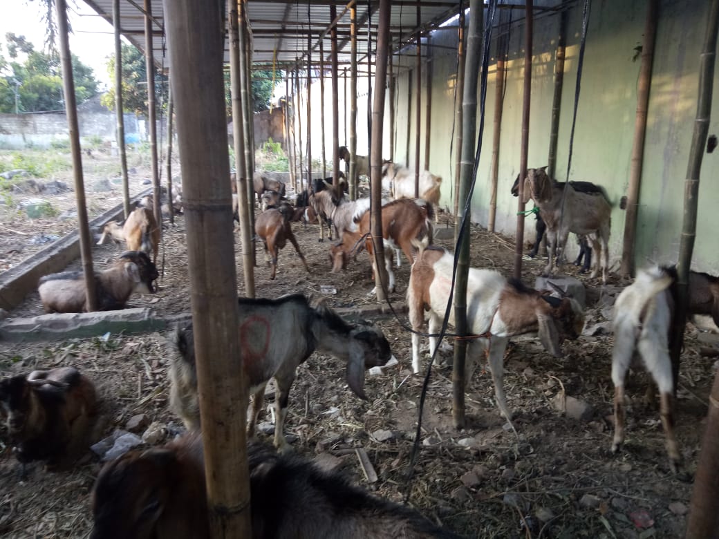 Kandang kambing milik Afif (20) di Jl. Adi Sucipto, Kerten, Laweyan, Solo.